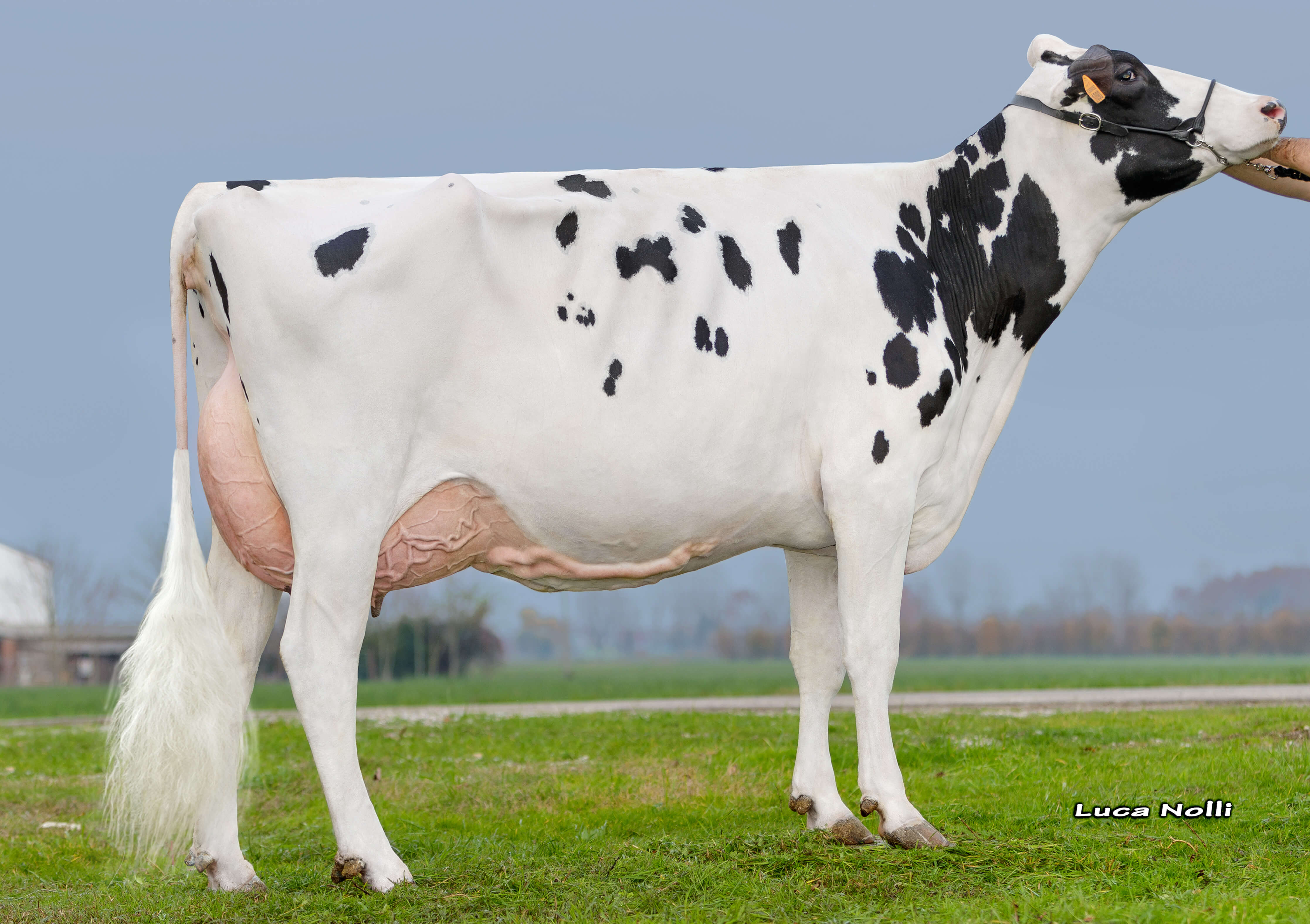 Moeder Orthild Dotti Silver