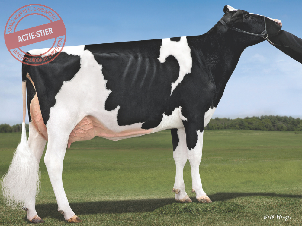 5TH DAM Seqouia : Peak Charm-ET VG-85