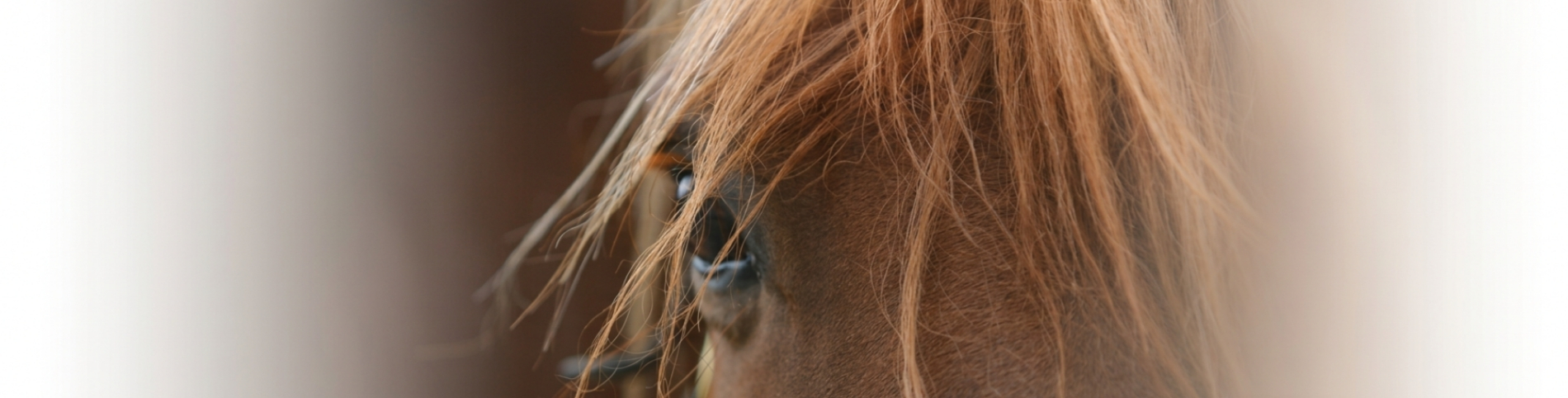 Horseproducts