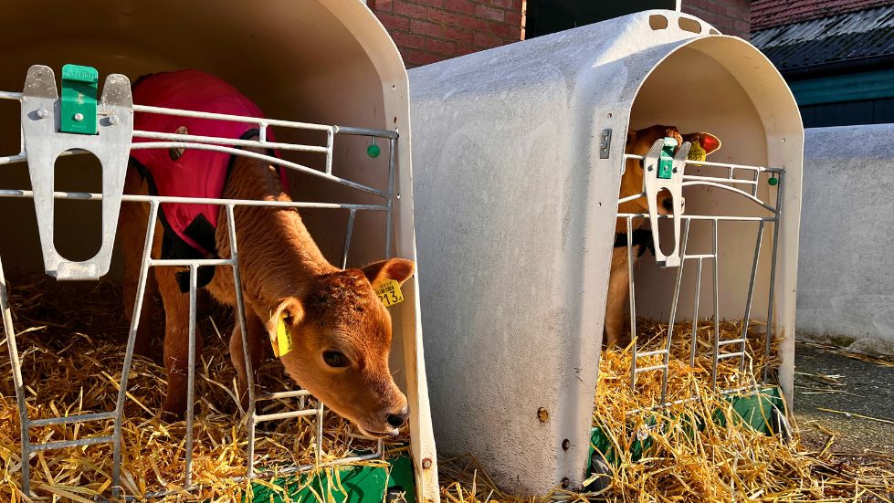 Jersey kalveren bij Melkveehouderij Deterd Oude Weme in Nieland