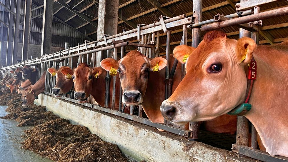 Jersey koeien aan het voerhek bij Melkveehouderij Deterd Oude Weme in Nieland