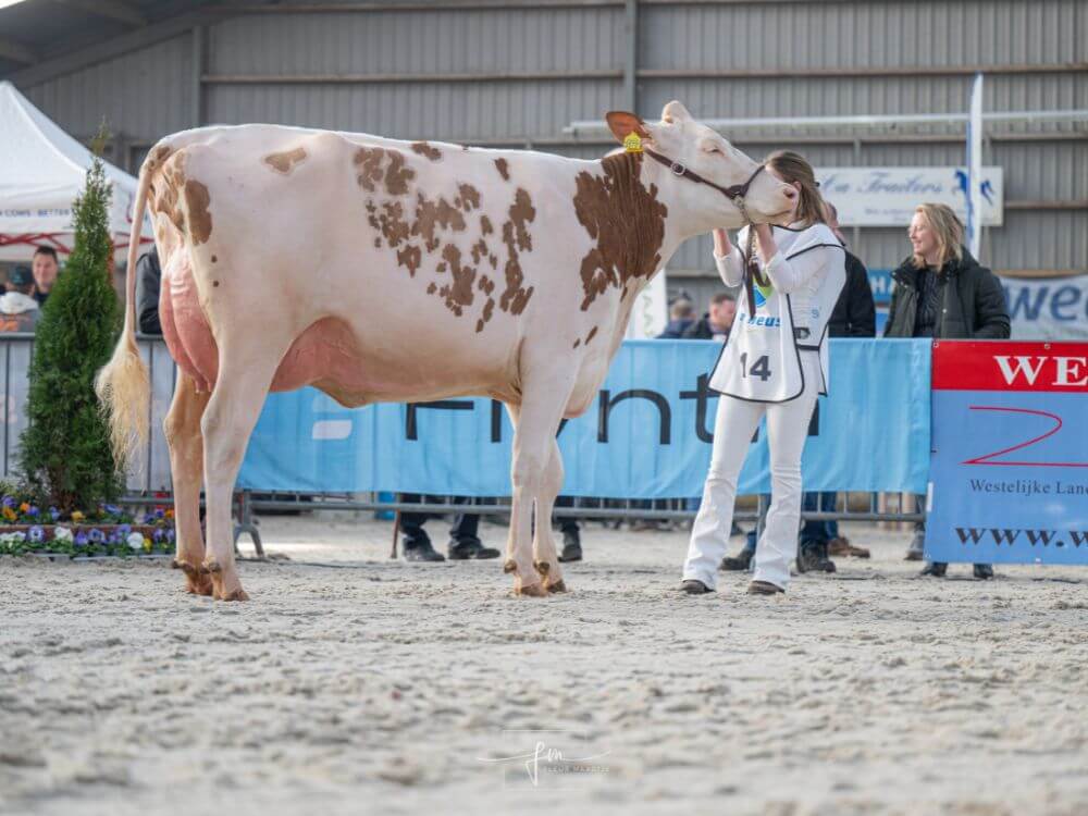 Beemstar Show Elegance (v. Showtime) eig. Kaasboerderij Groot (Middenbeemster) (Foto Fleur Maartje Bakker) 