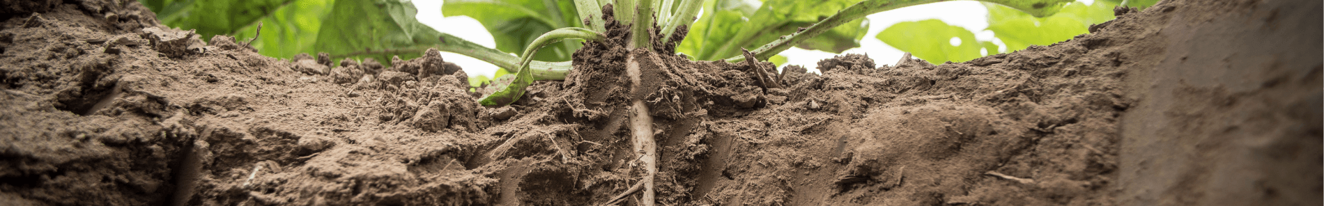 Breng leven in de bodem met BioAktiv-P
