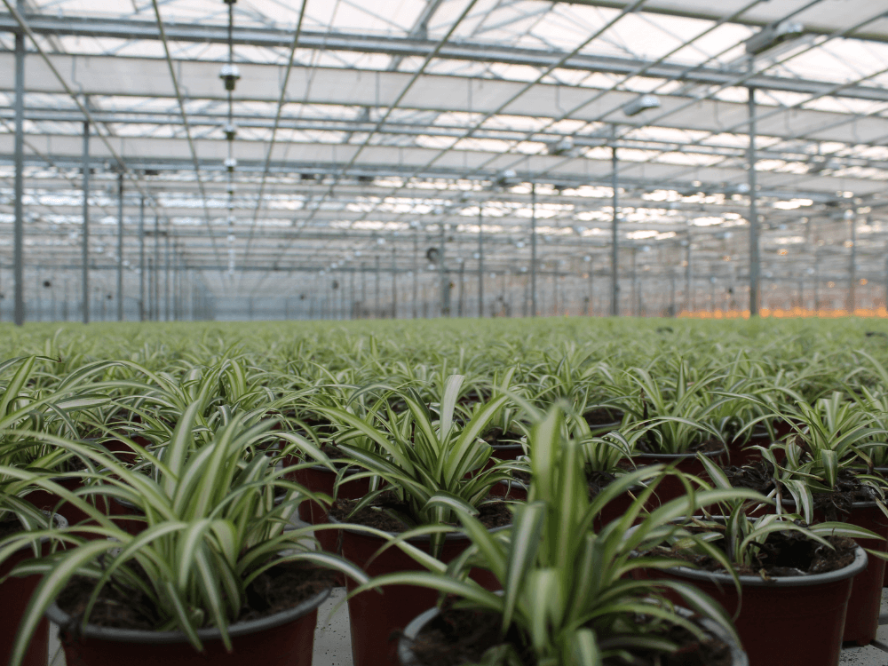 Chlorophytum, ookwel graslelie, in de kas - Breng leven in de bodem met BioAktiv-P