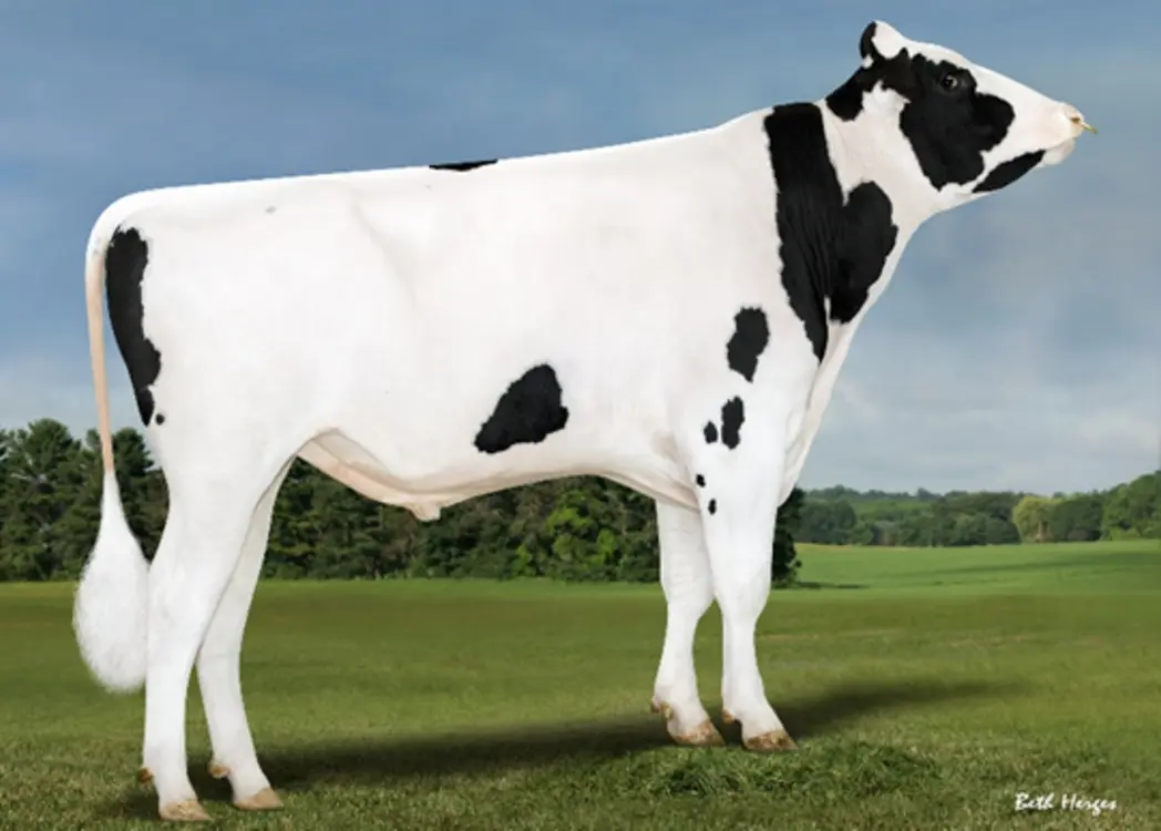 Bomaz Paloma (Sheepster x Gameday)