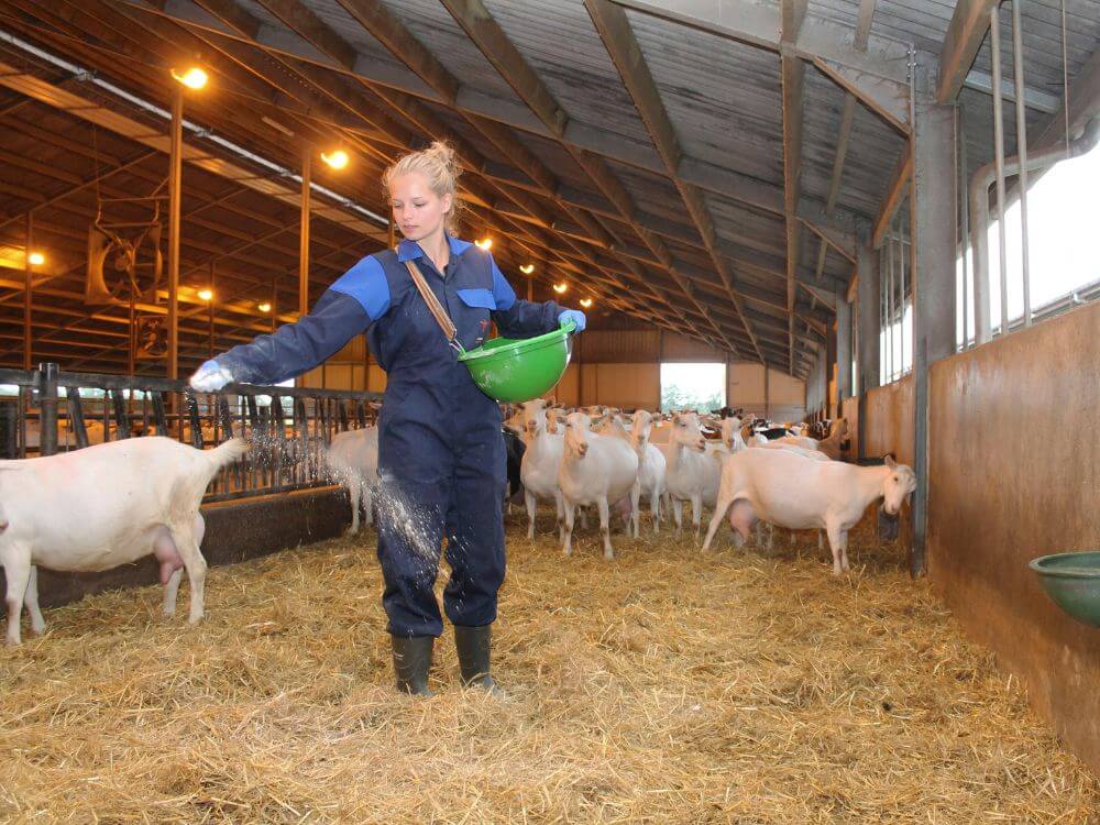 BoxClean, het enige biocide geregistreerde boxstrooimiddel