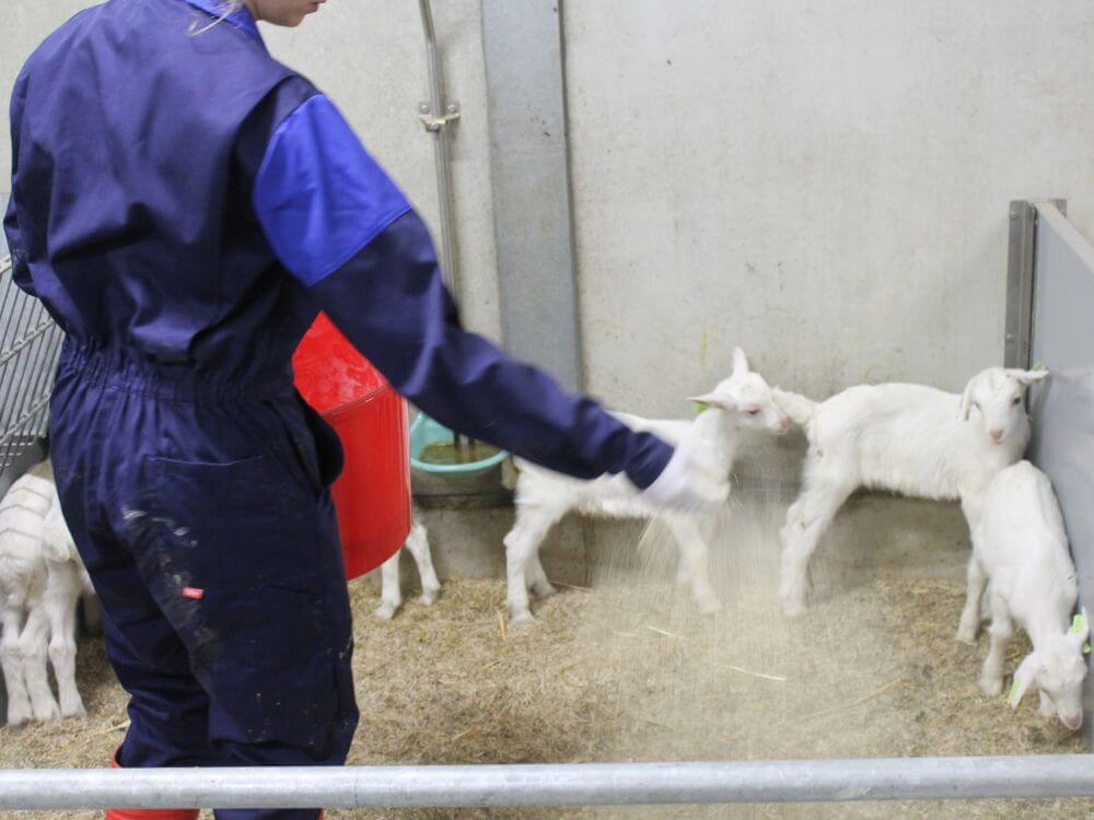 BoxClean wordt gestrooid over het strobed van de lammeren