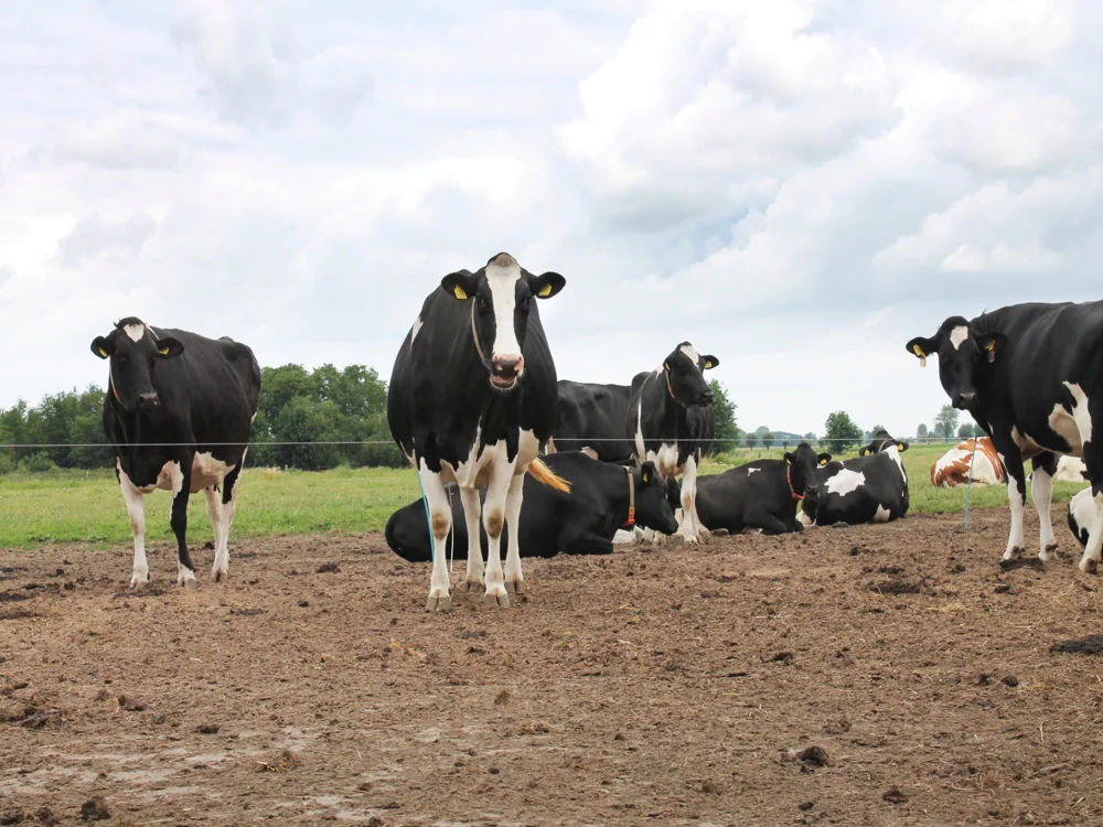 Droogstand