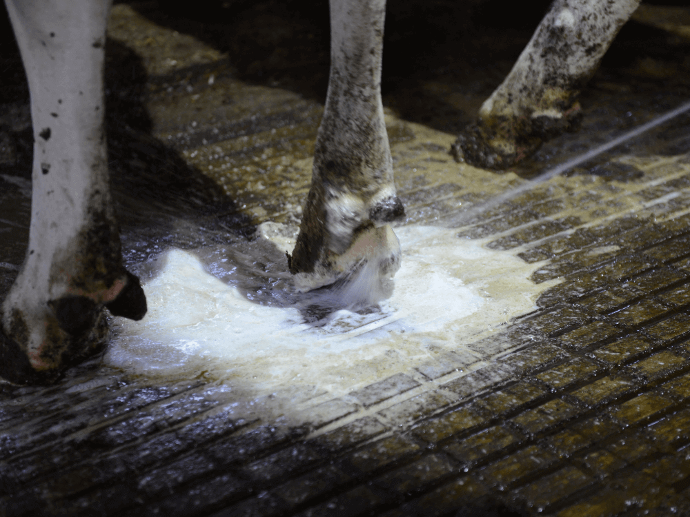 Klauw wordt schoongemaakt en gedesinfecteerd met Claw Cleaner. De schuimende werking is goed te zien.