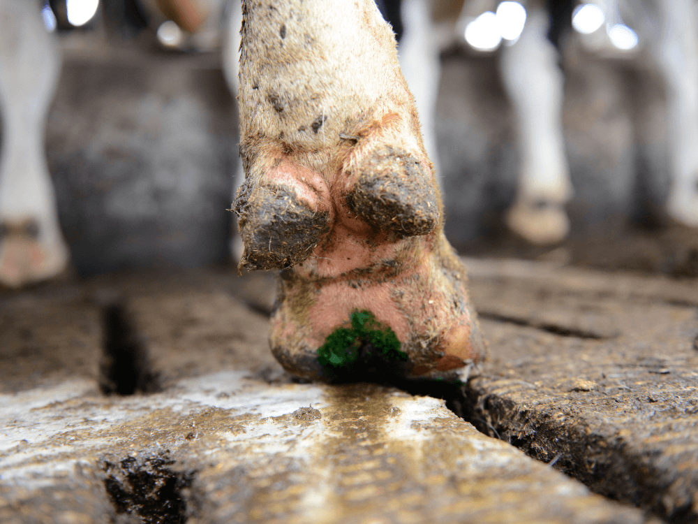 Klauw is verzorgd met Inta hoof-fit spray. Door de groene kleur is goed te zien waar dit is aangebracht.