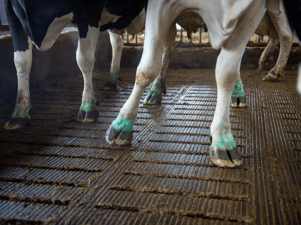 Door de blauwe kleur is goed te zien dat de koeien door het voetbad met CCS Hoofdip gelopen zijn.