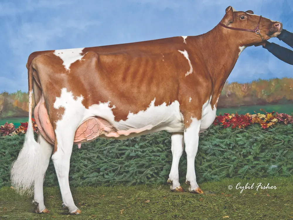 Dyks Advent Lucy-Red-ET EX-93 - 6th dam of Acquit-P