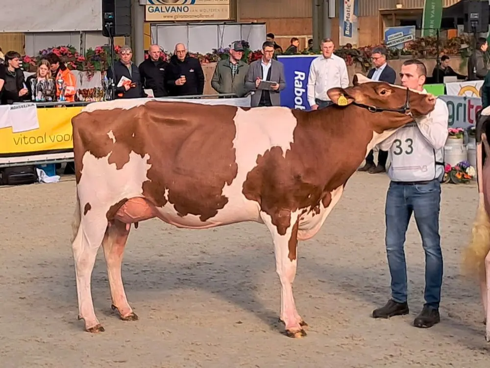Foto: Twilight Red dochter Eva van Simon de Boer uit Middelie