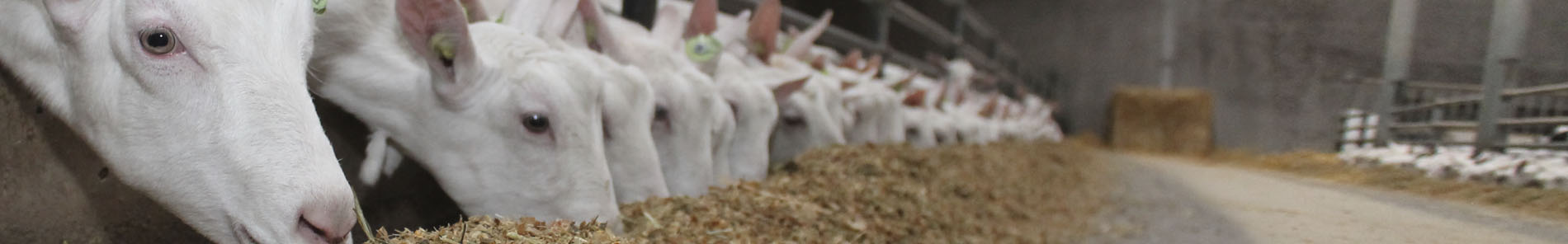 Gieten bij het voerhoek eten van hun rantsoen