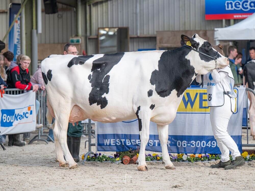 Foto Bea 217 (v. Silver) eig. J.M. Kikkert (Den Hoorn) (foto Fleur Maartje Bakker)