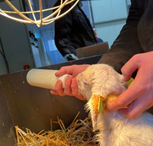 Een natuurlijk verloop met transitiemelk 