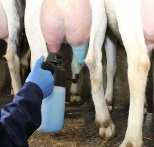 Celgetal bij geiten, de ins en outs