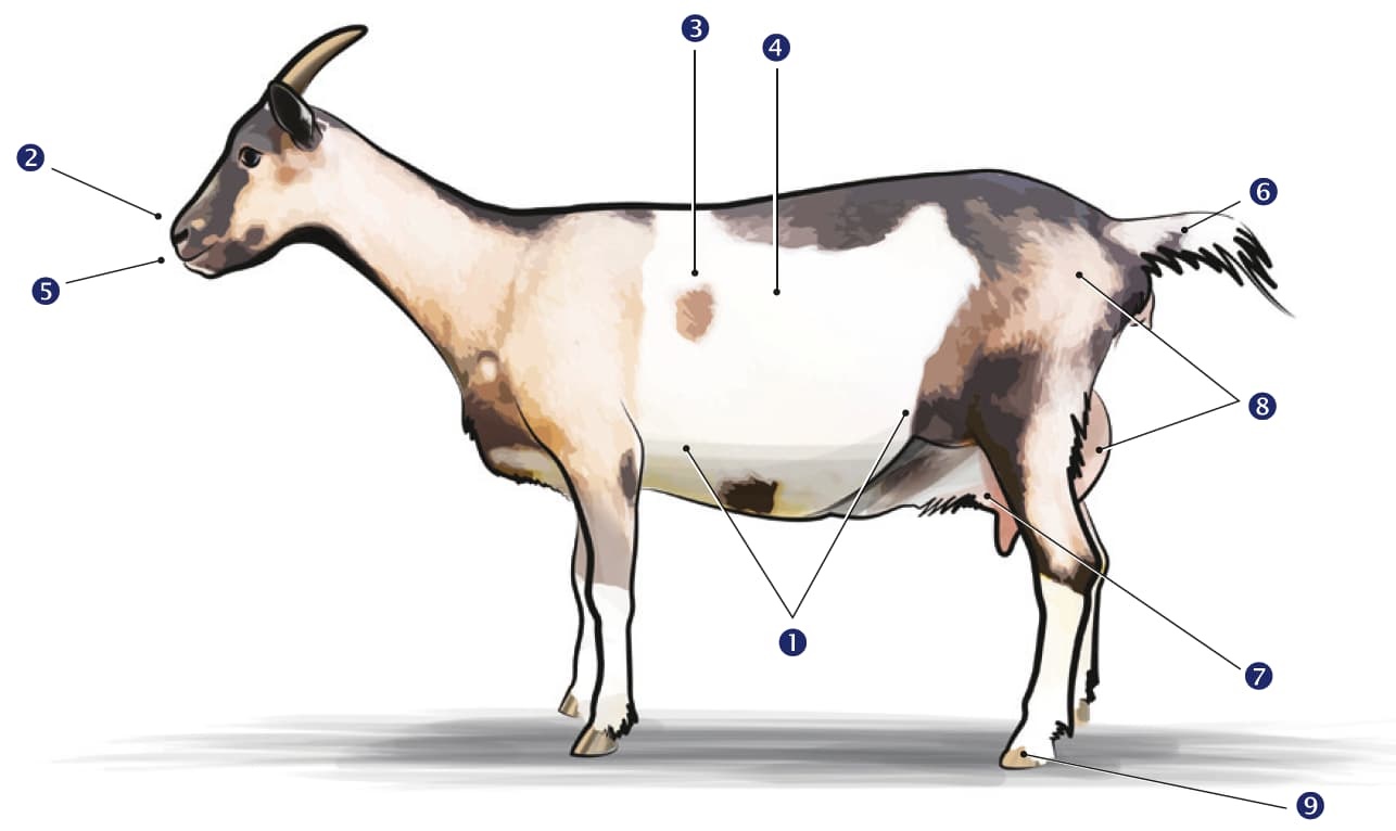 FarmPEQ Buffer beperkt de gevolgen van hittestress