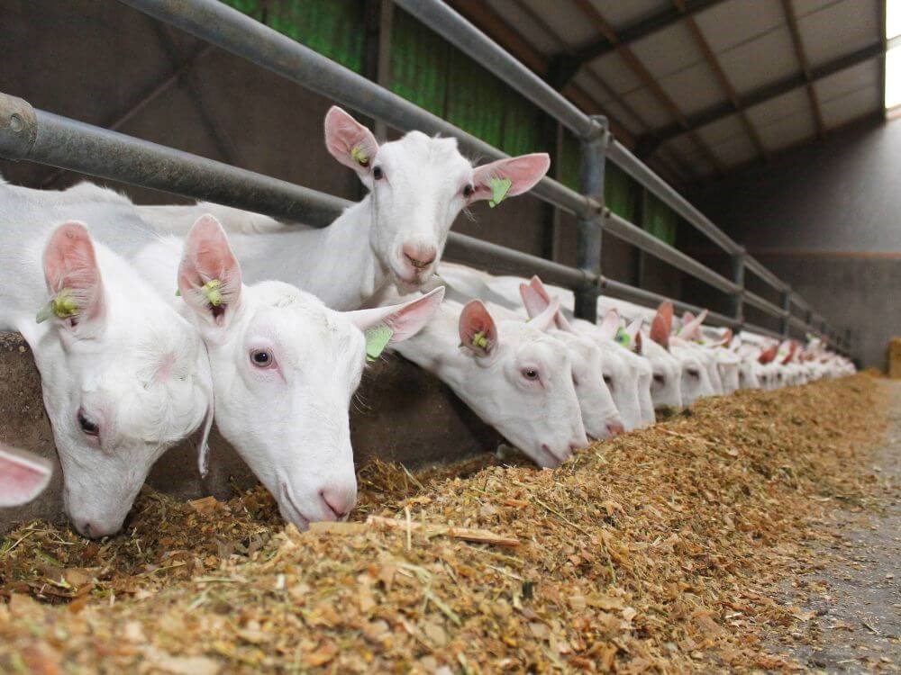 FarmPEQ® Buffer, snelle en langdurige ondersteuning van de pens en darm