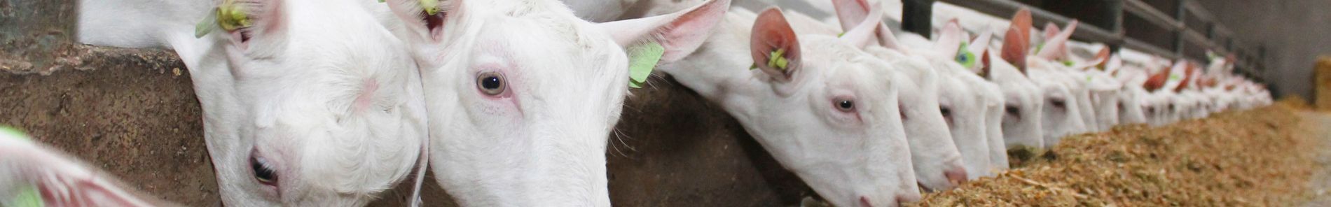 Gieten bij het voerhoek eten van hun rantsoen