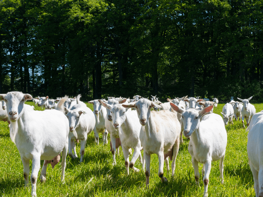 Sind Ihre Ziegen SUMMERproof?