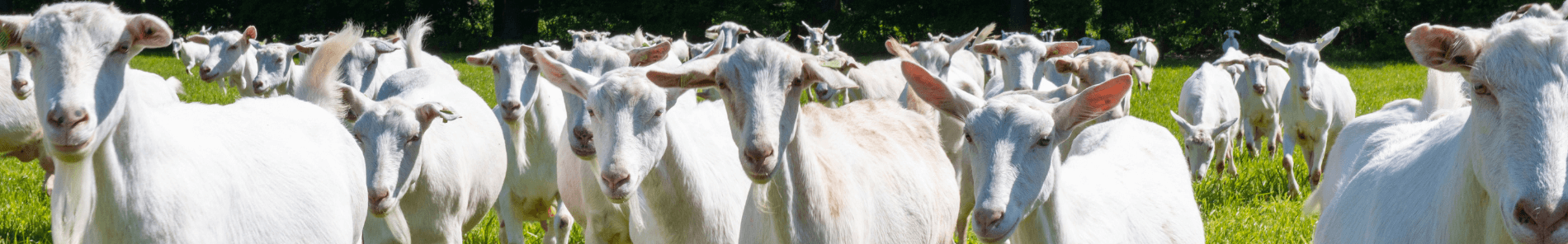 Gieten in de weide zomer
