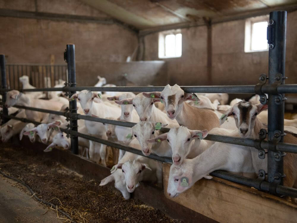 Geiten in de stal bij Maatschap Dekker