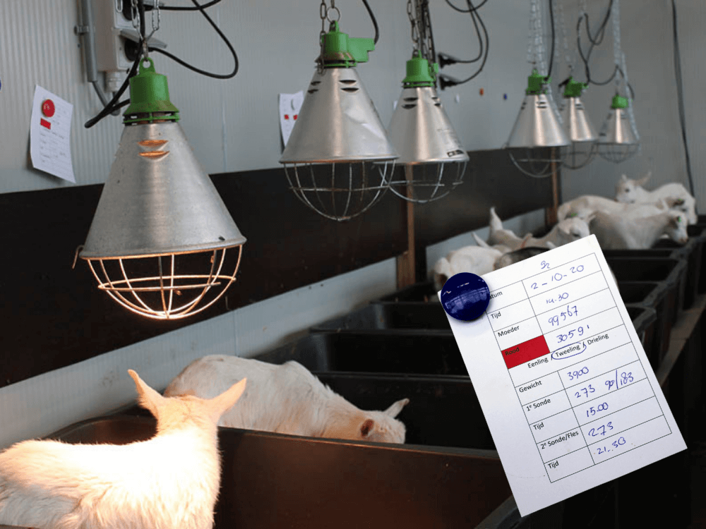 Goede basis met Goat PEQ® Colostrum 
