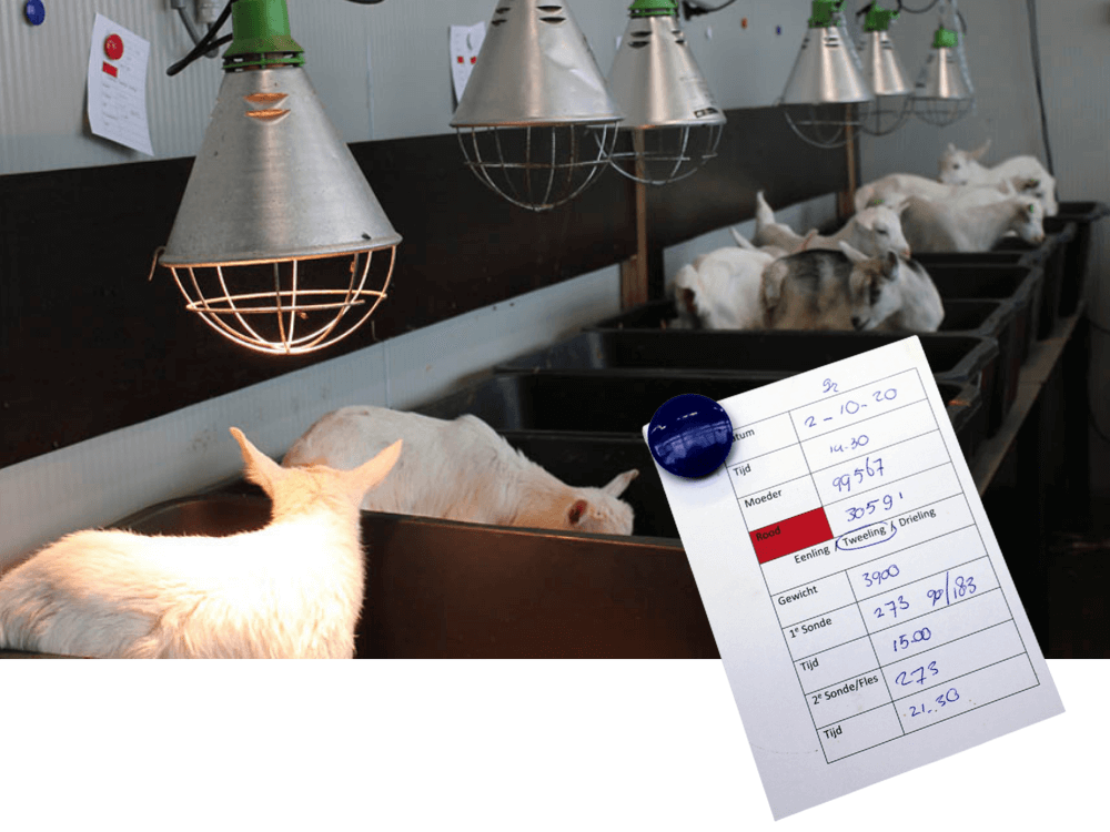 Lammeren in bakken met bijbehorende registratiekaart