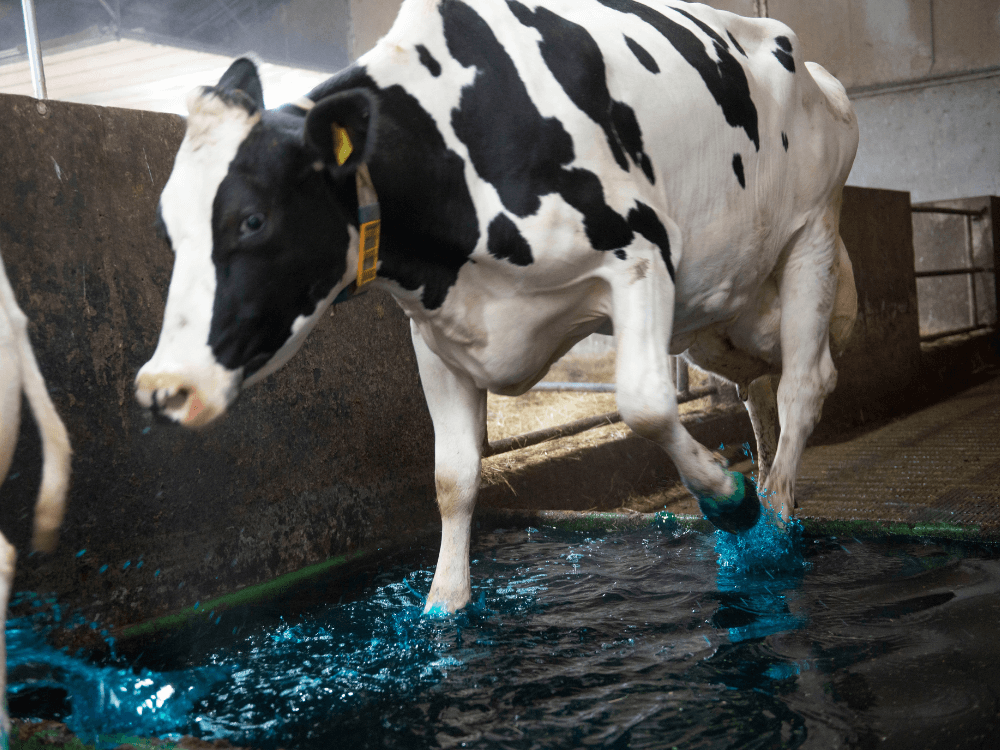 Koe loopt door het voetbad met CCS Hoofdip