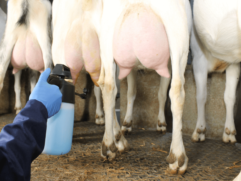 Geitenuiers worden behandeld met uierspray in de melkstal