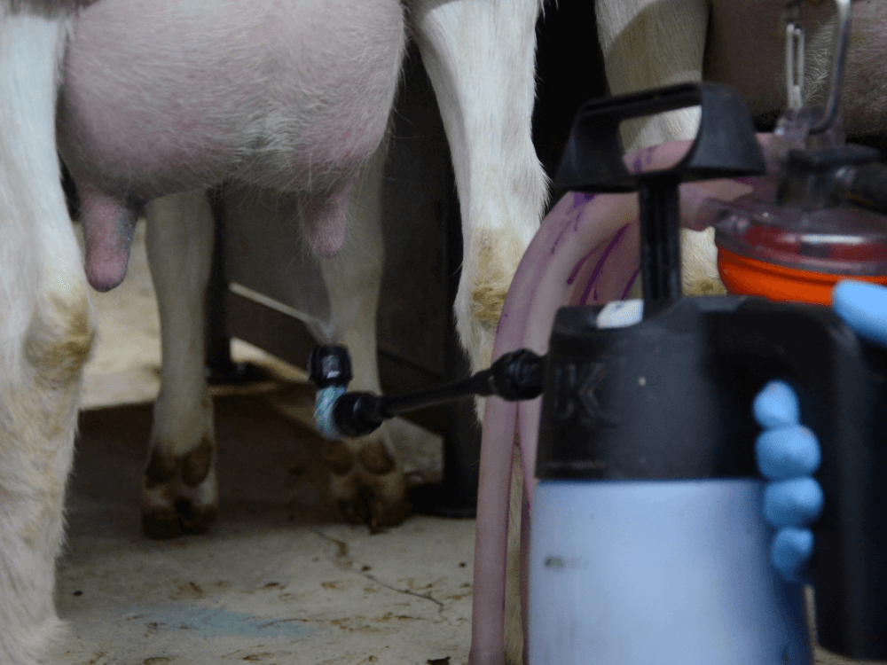 Spenen van de geiten worden gesprayt met HCP Nolvamint