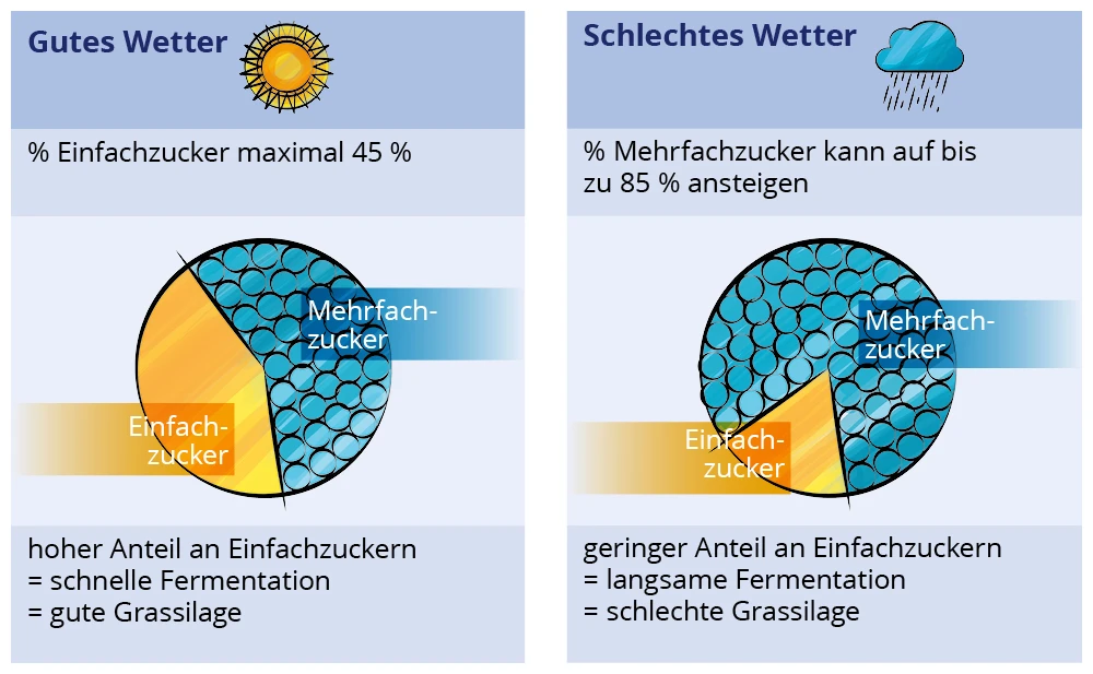  einfache und komplexe Zuckerarten, gutes Wetter, schlechtes Wetter