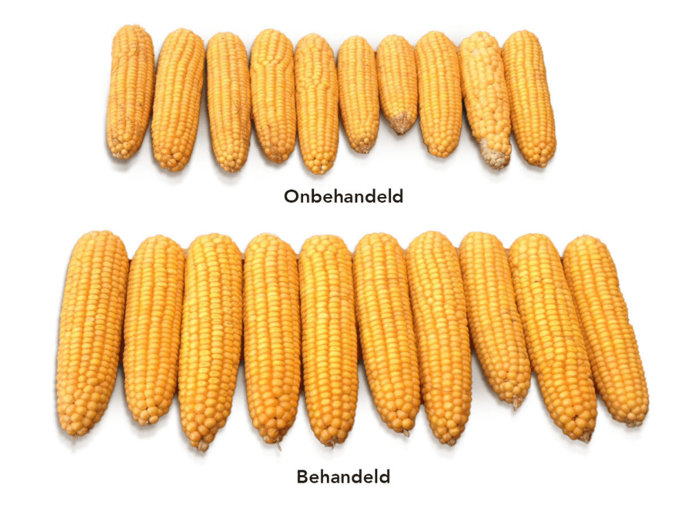 Een betere top vulling van de kolf werd behaald met GrowPEQ Maize (onderaan) ten opzichte van de controlegroep (bovenaan)