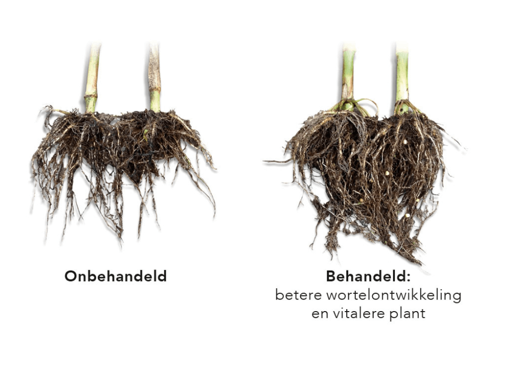 Wortels mais onbehandeld en behandeld met Grow PEQ Maize