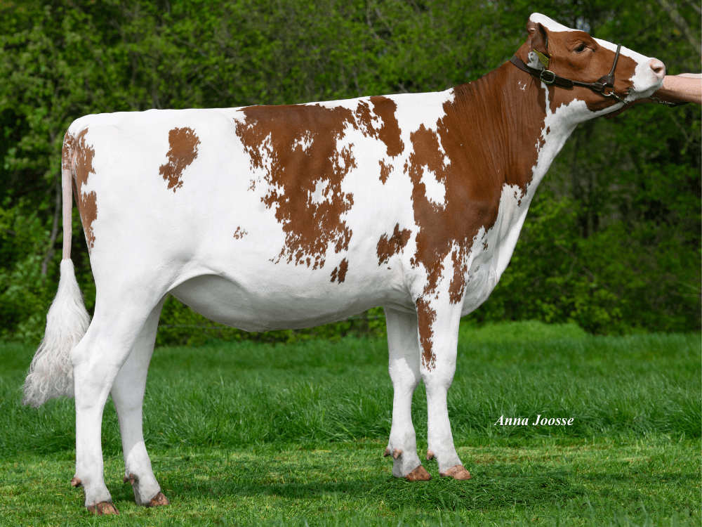 OH DG Agrioria-Red, volle zus van Rubels-Red
