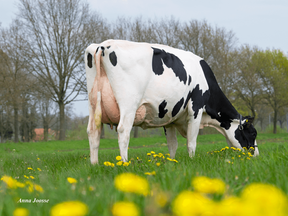 OH DG Rubellia, moeder van Rubels-Red