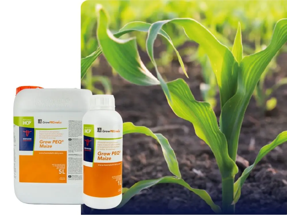 Grow PEQ Maize