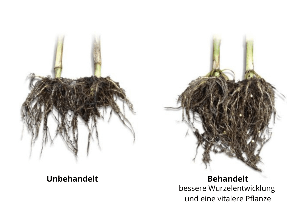 Das Wurzelsystem der Maispflanze ist nach der Behandlung mit GrowPEQ Mais besser entwickelt.