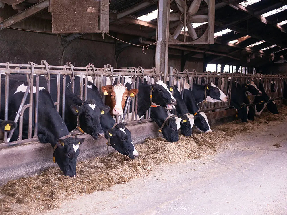 Overzicht stal maatschap van Zijtveld