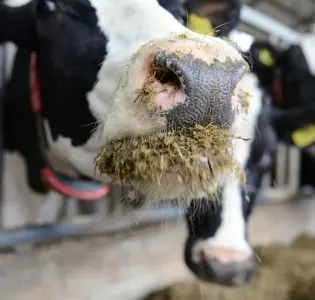 Voorkom broei in een TMR-rantsoen tijdens warme dagen!