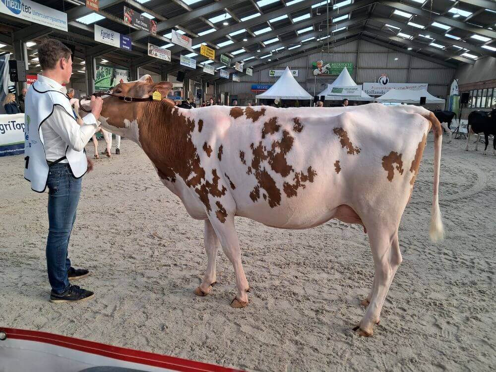 Foto: Esmeralda 207 (v. Rubels-Red) eig. Firma J + S Kohne (Middenbeemster)