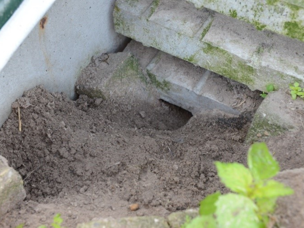 Gangstelsel gegraven door ratten