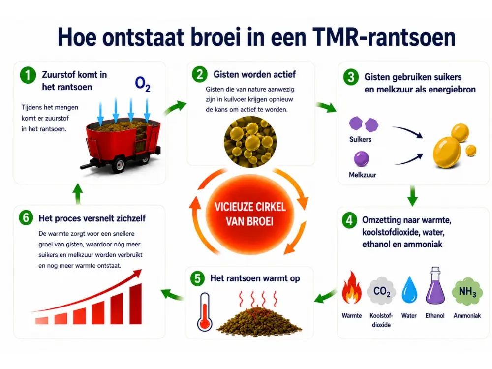 Hoe ontstaat broei in TMR-Rantsoen