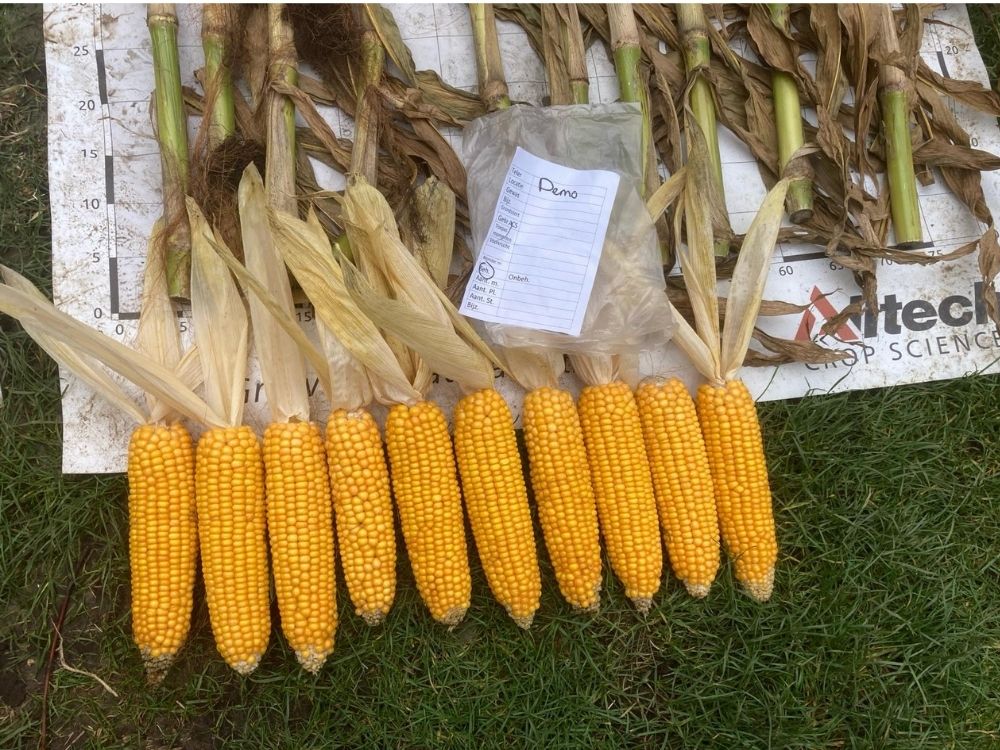 Mais behandeld met Grow PEQ Maize