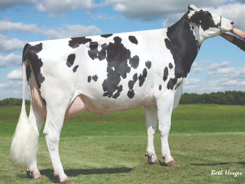 August - Shottle May