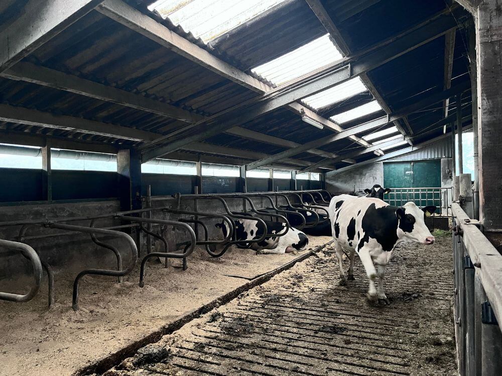 Koeien liggen in de ligbox die bestrooit is met BoxClean