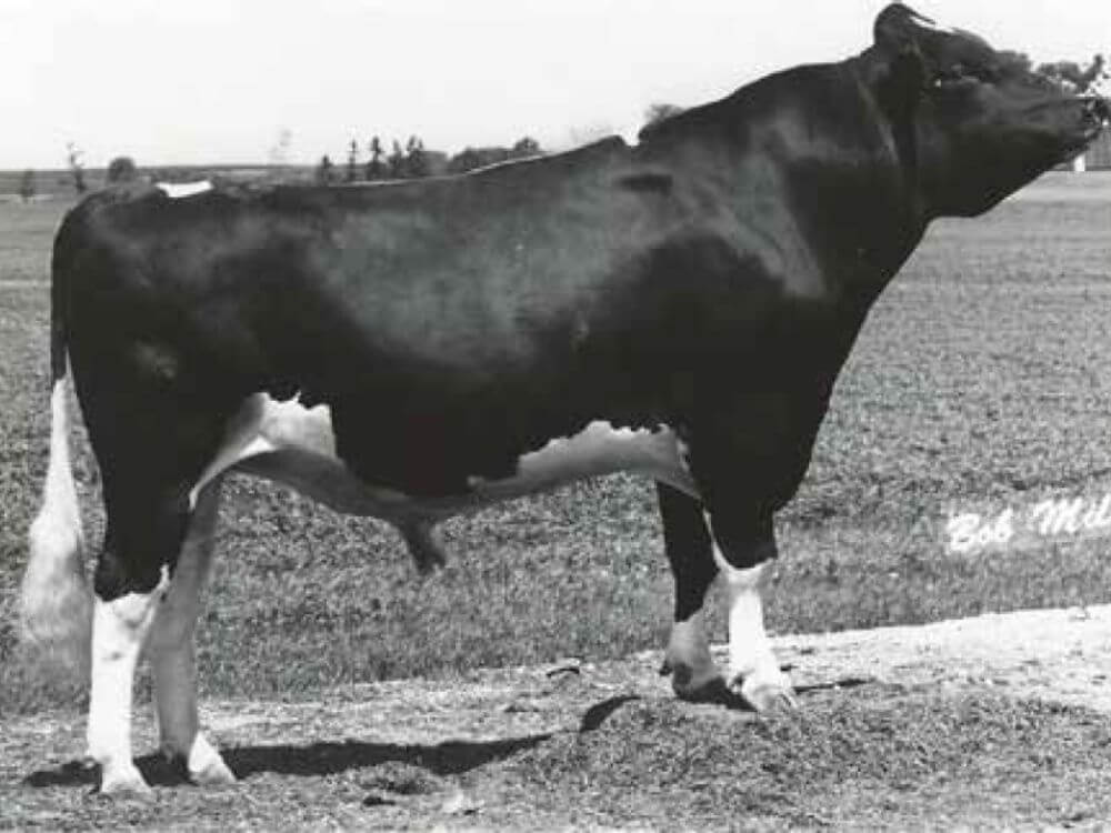 Hanover-Hill Triple Threat (v. Telstar, geb. 1972)