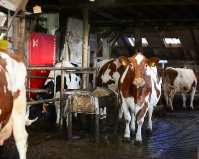 Koeien in de stal bij de robot
