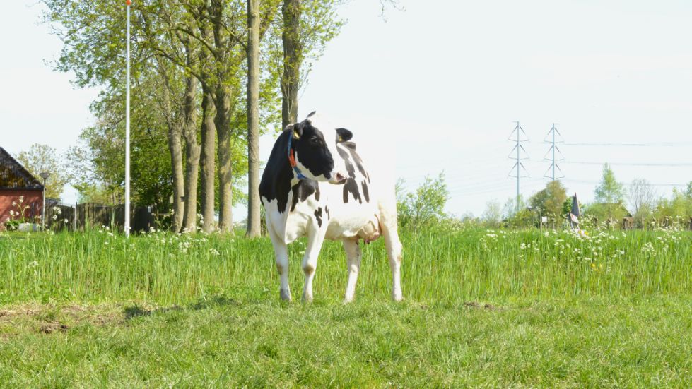 Silverdochter Hillie 291 op Melkveebedrijf Dijkman 